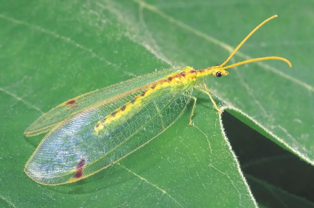 lacewing eggs for sale