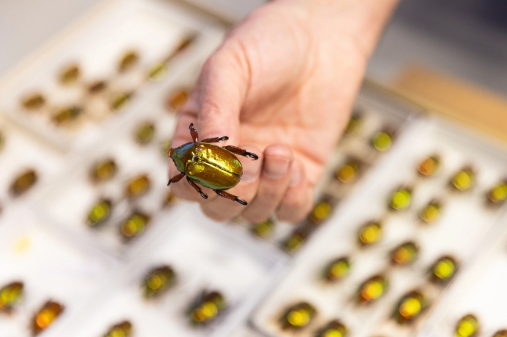 insect identification insect identification