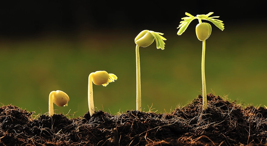 home botany projects