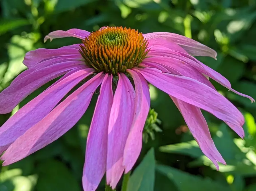 native plants for landscaping