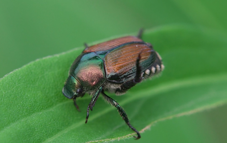 how to get rid of Japanese beetles