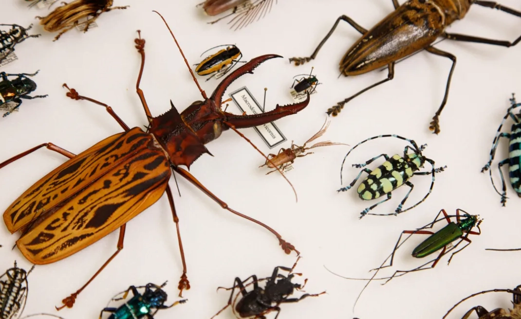 study insects study insects