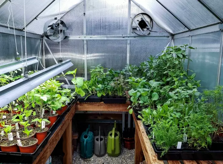 greenhouse gardening