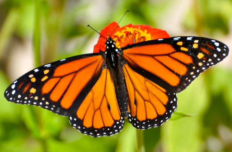 monarch butterfly migration