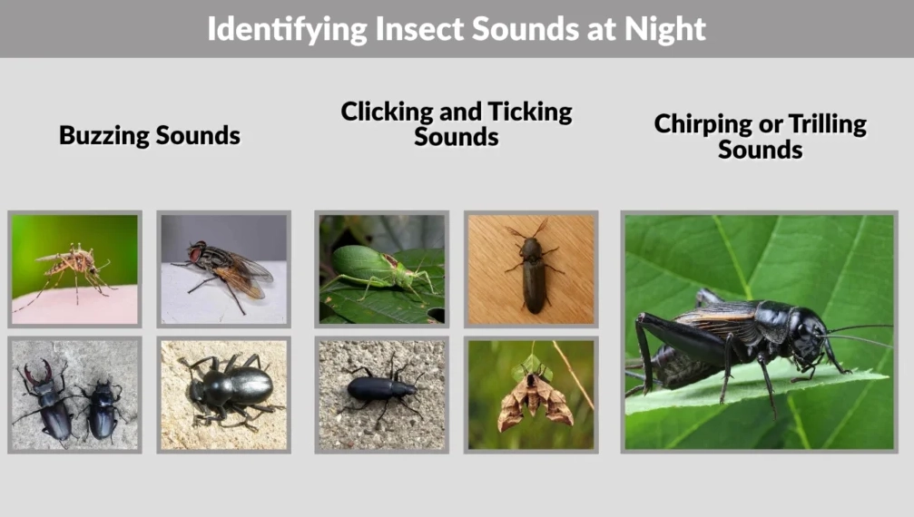 insect sounds