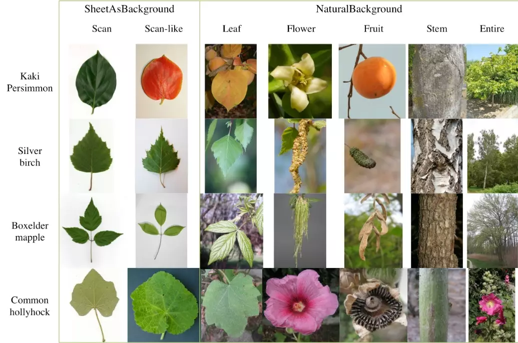 plant identification