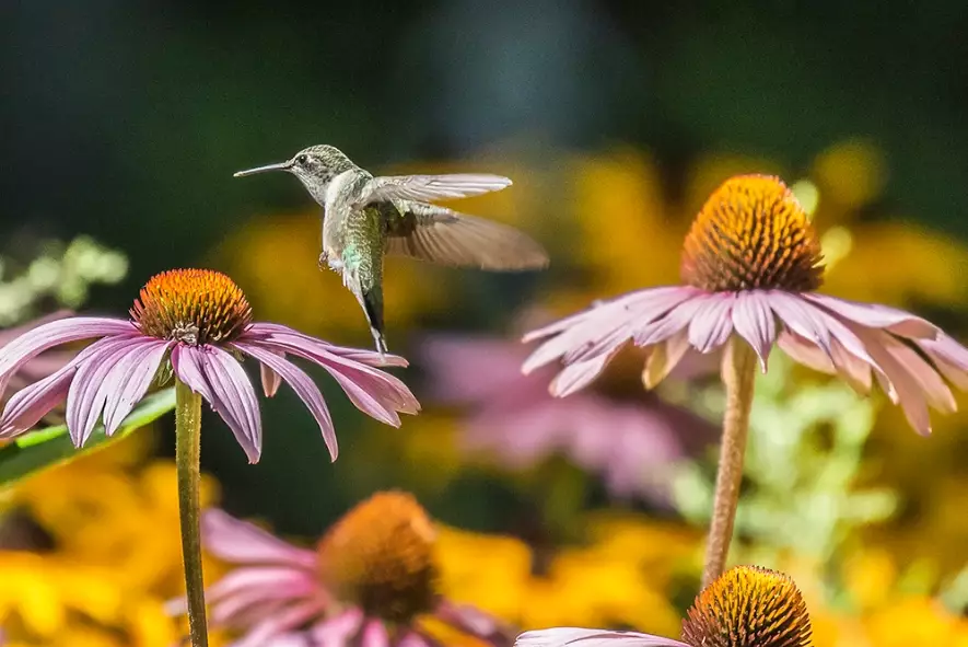 attract hummingbirds