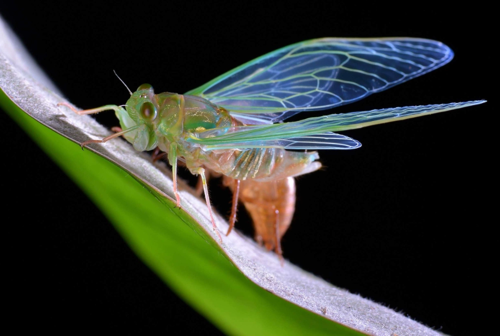 cricket sounds at night cricket sounds at night