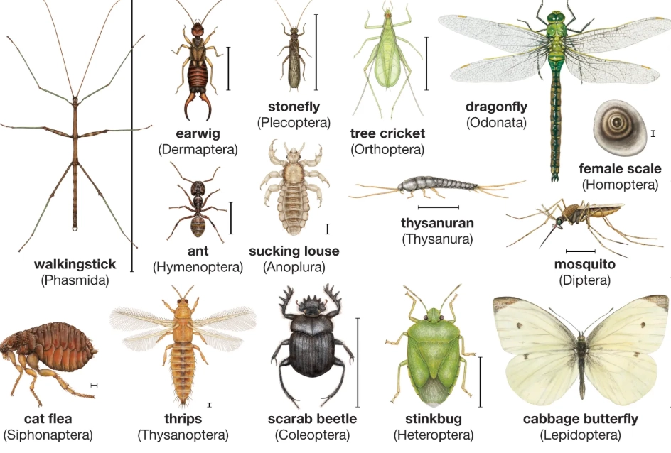 how to identify insects
