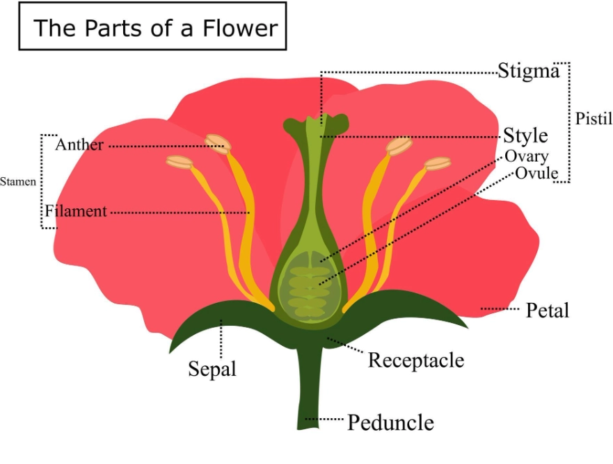 plant identification plant identification