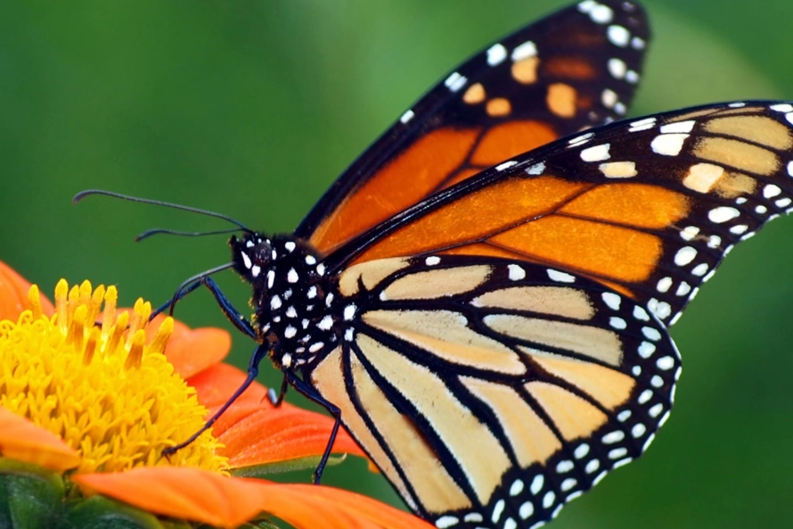 monarch butterfly facts