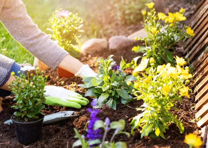water conservation gardening