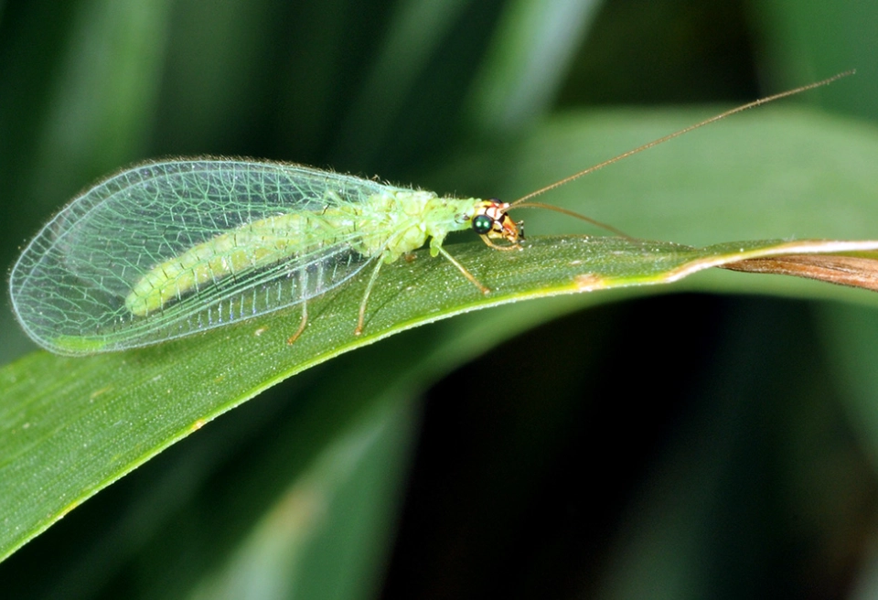 lacewing insect
