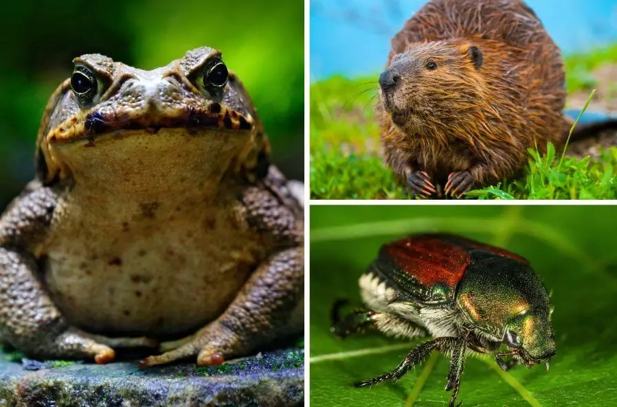 invasive species impact