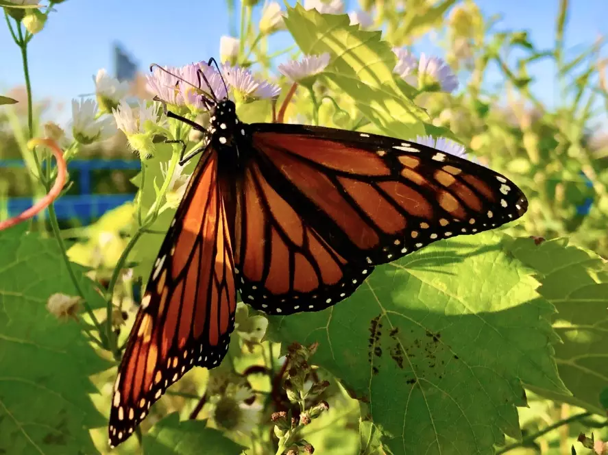 monarch conservation