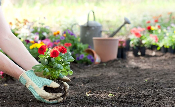 when to plant vegetables in spring