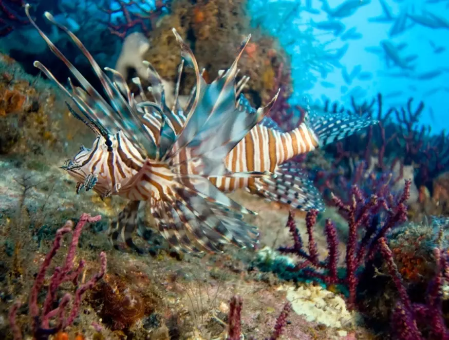 invasive species impact