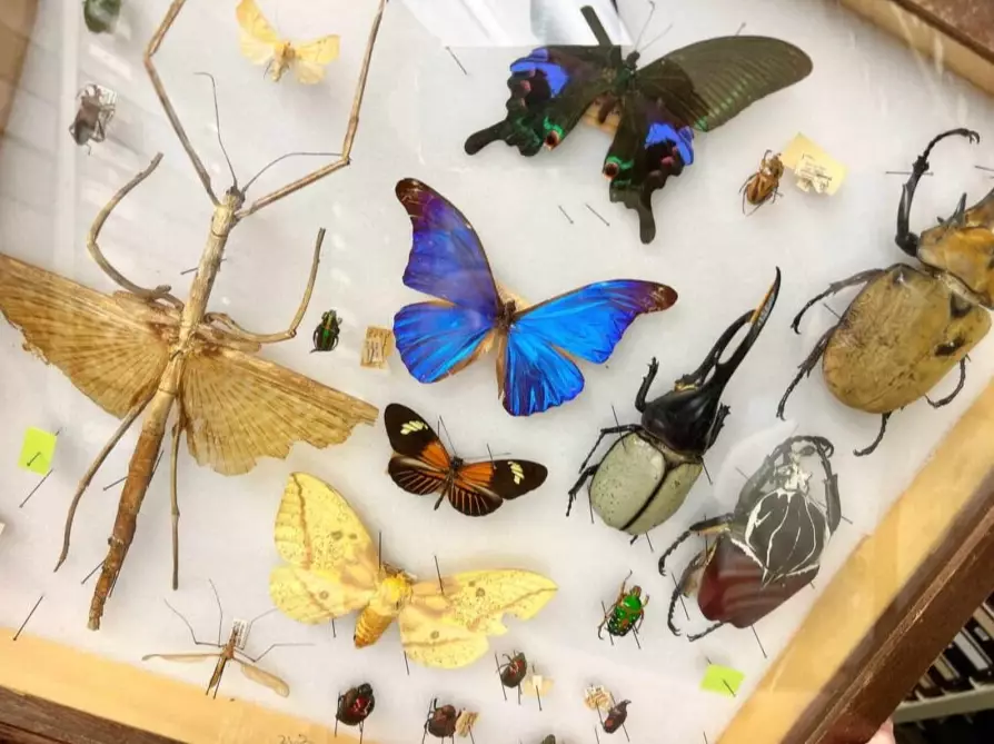 insect identification insect identification