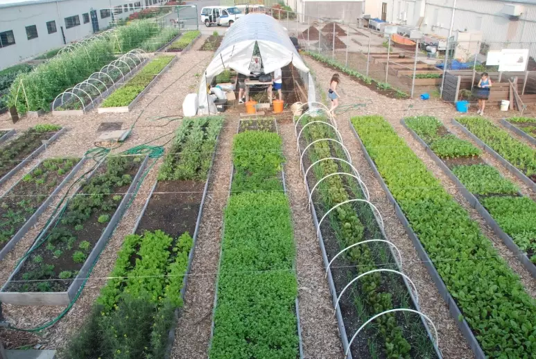 city agriculture city agriculture