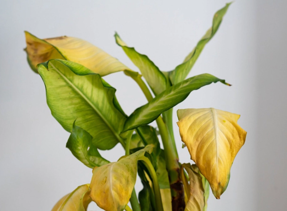 yellow leaves on plants yellow leaves on plants