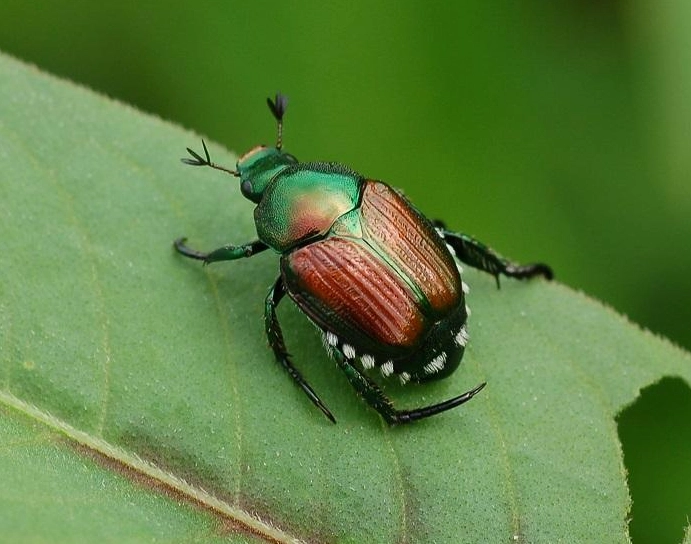 Japanese beetle control