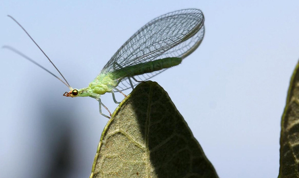 attract lacewings