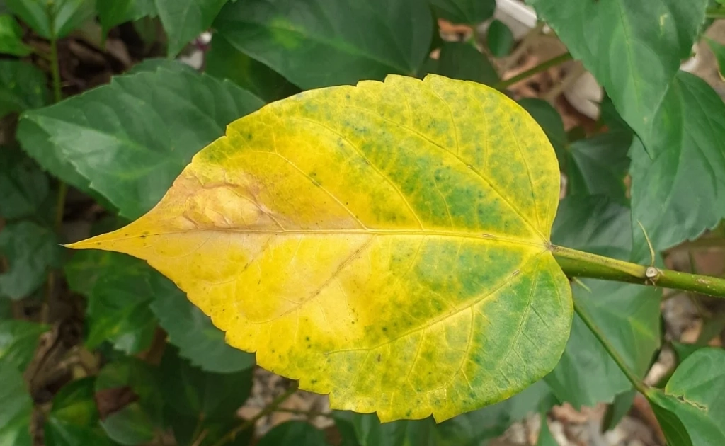 how to fix yellow leaves how to fix yellow leaves