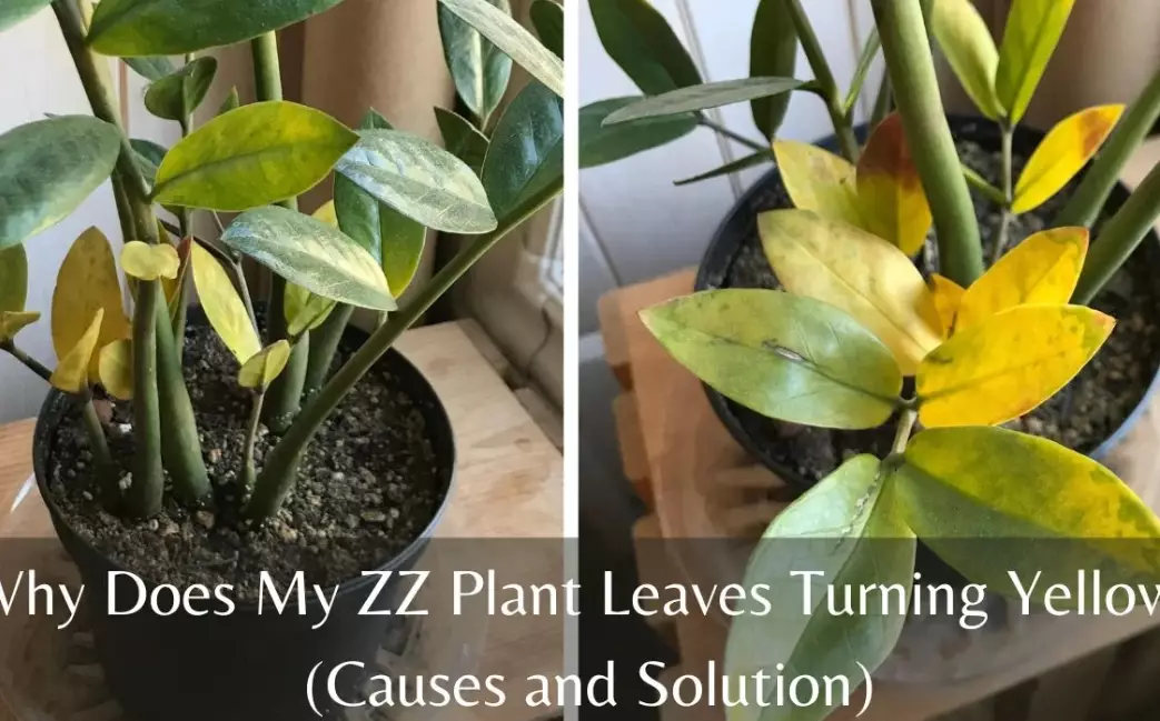 why are my plant leaves turning yellow why are my plant leaves turning yellow