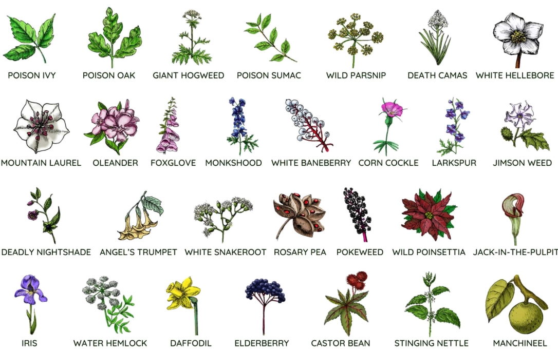plant identification app plant identification app