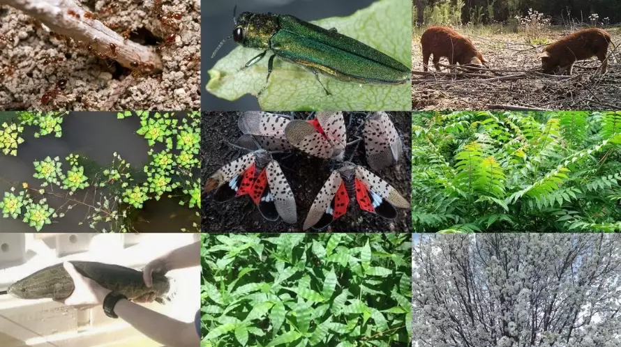 invasive plants identification