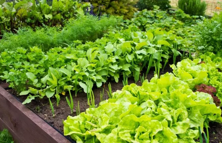 best time to plant vegetables best time to plant vegetables