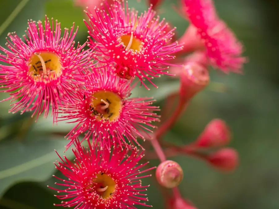 how to choose native plants
