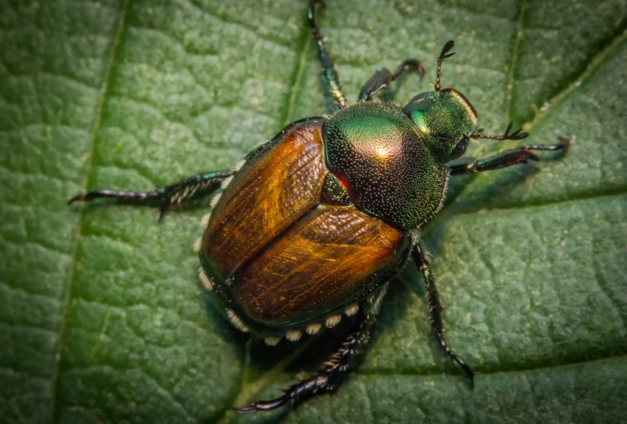 Japanese beetle trap