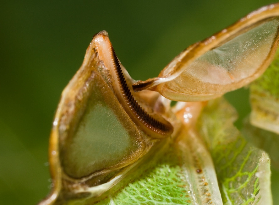 insect sound recording insect sound recording