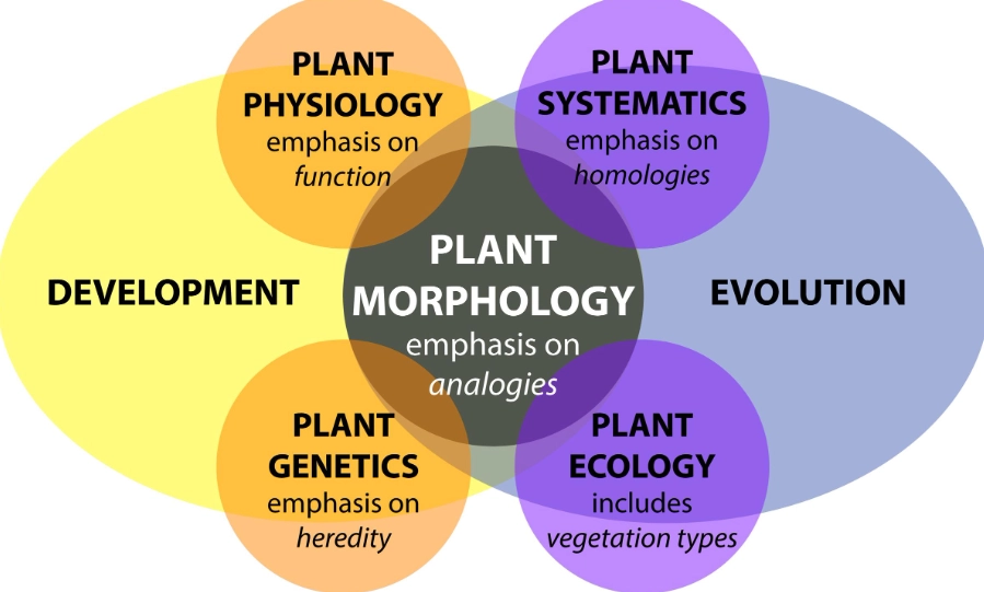 plant anatomy plant anatomy