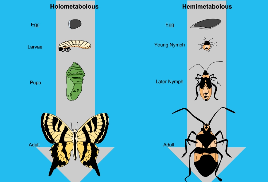 complete metamorphosis complete metamorphosis
