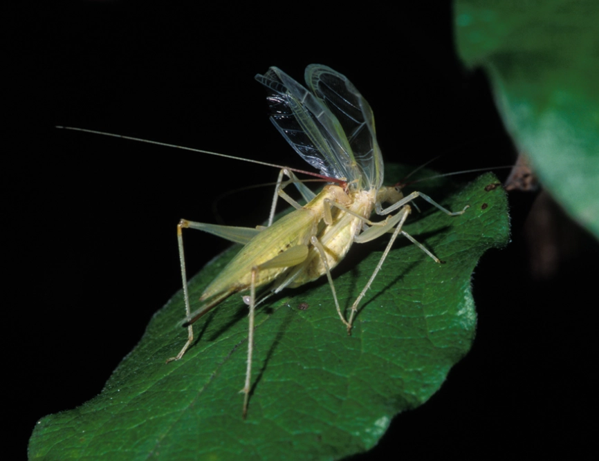 how to identify insect sounds