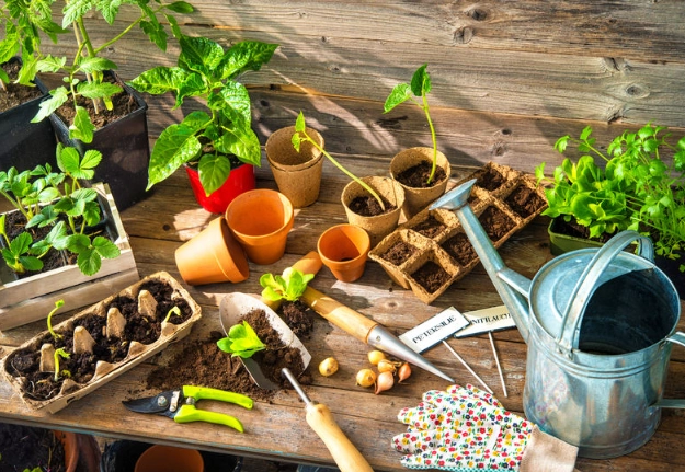 when to plant vegetables in spring