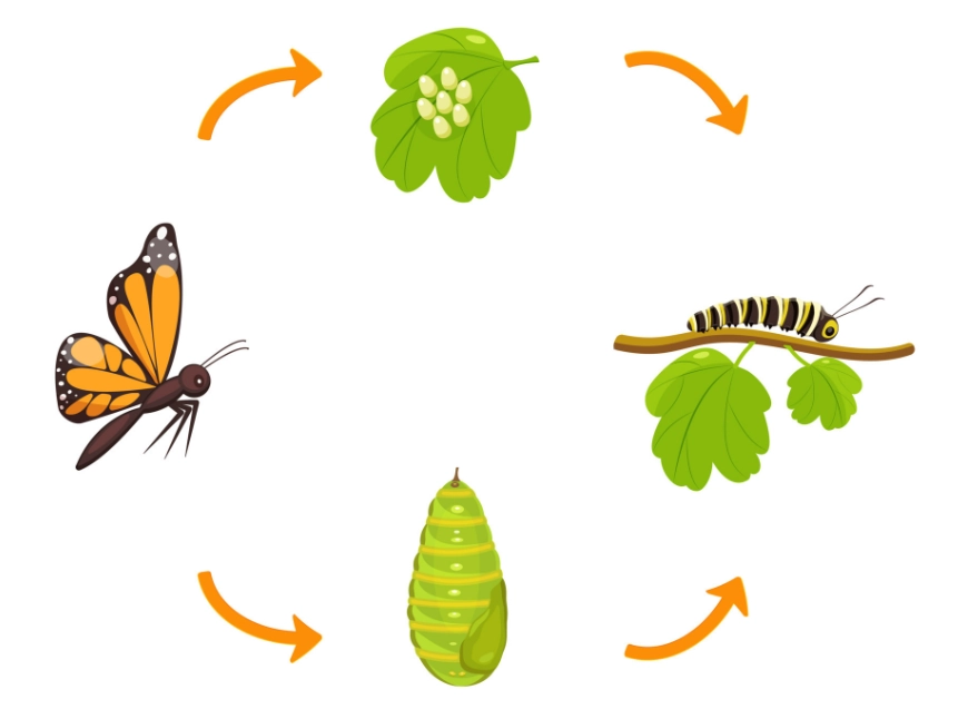 holometabolous holometabolous