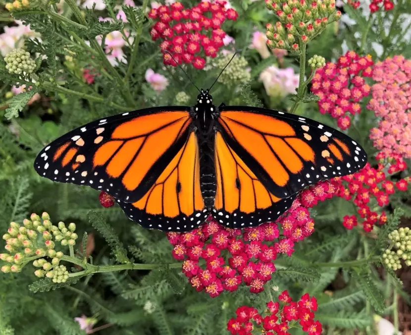 monarch conservation