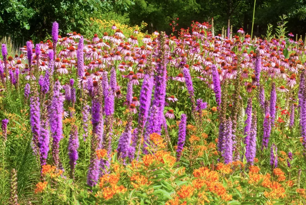 native plants for landscaping