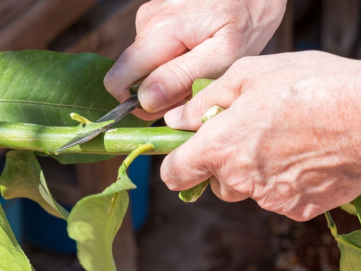fruit tree grafting