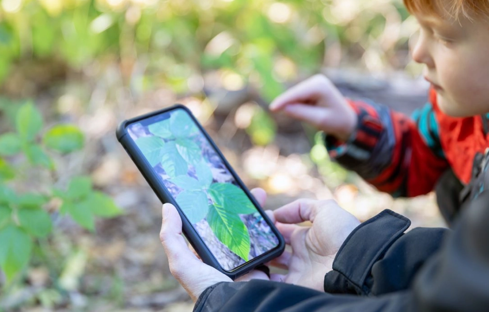 how to identify plants how to identify plants