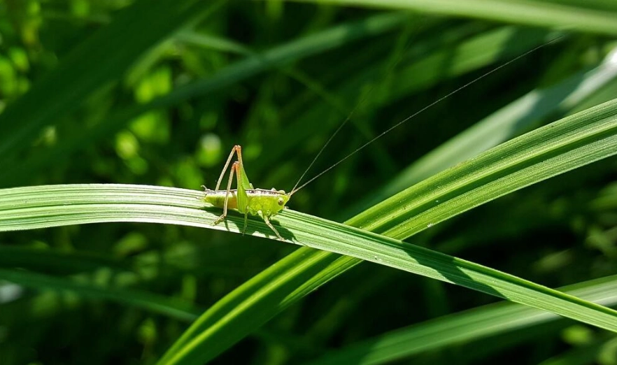 how to identify insects