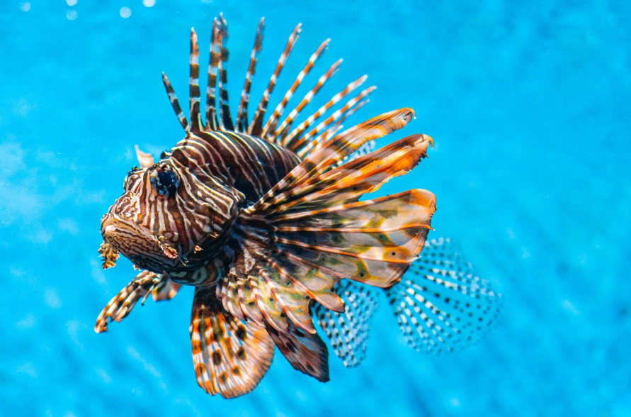 invasive plants identification