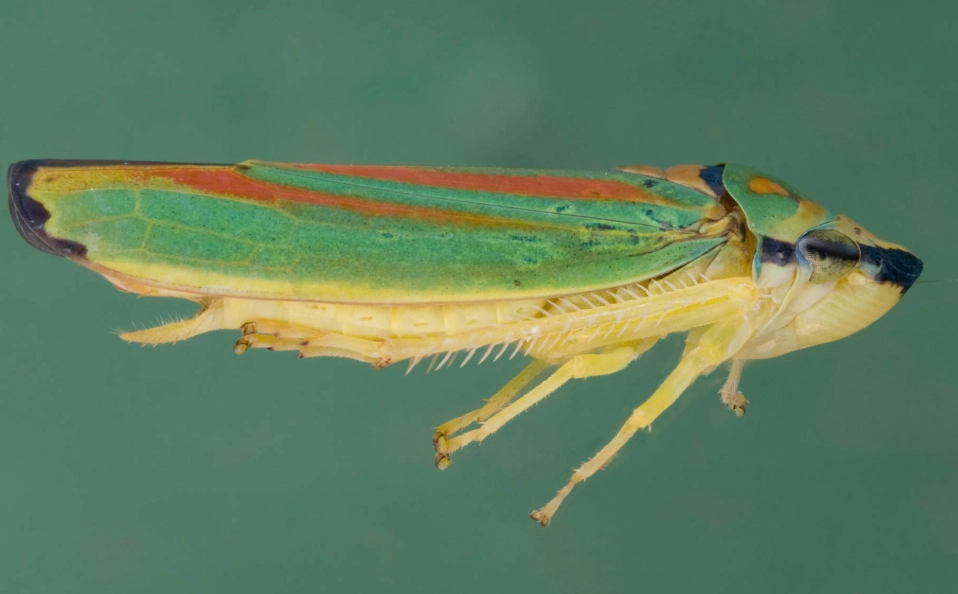 leafhopper