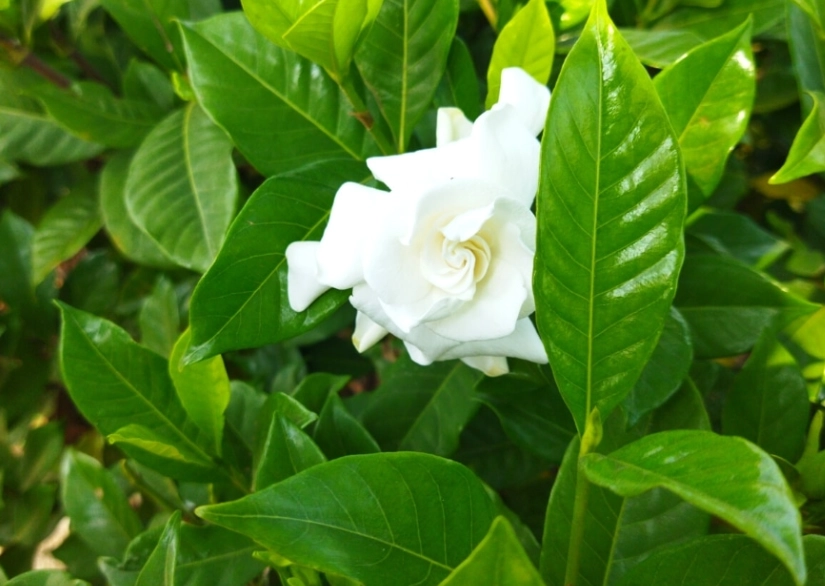 gardenia care gardenia care