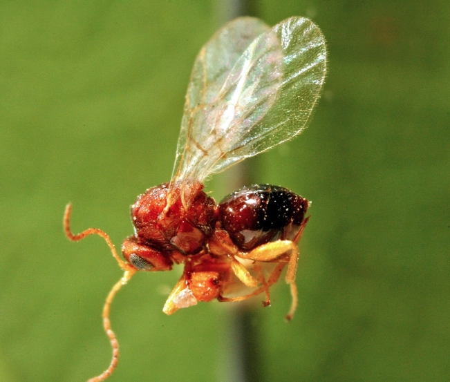 gall wasp control