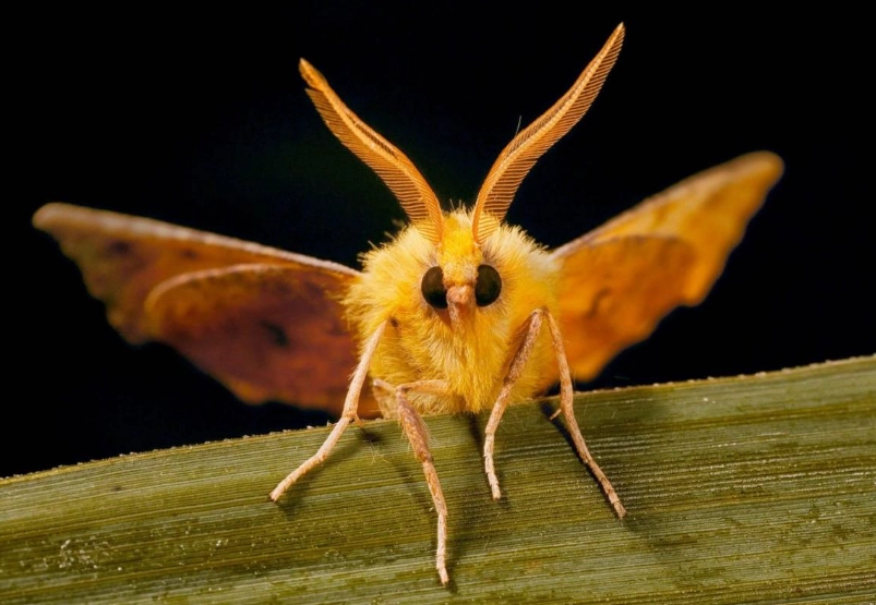 moth vs butterfly