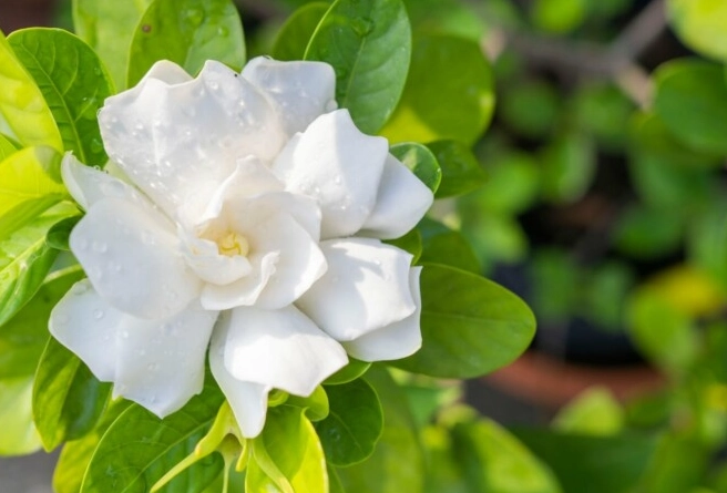 how to make gardenia bloom how to make gardenia bloom